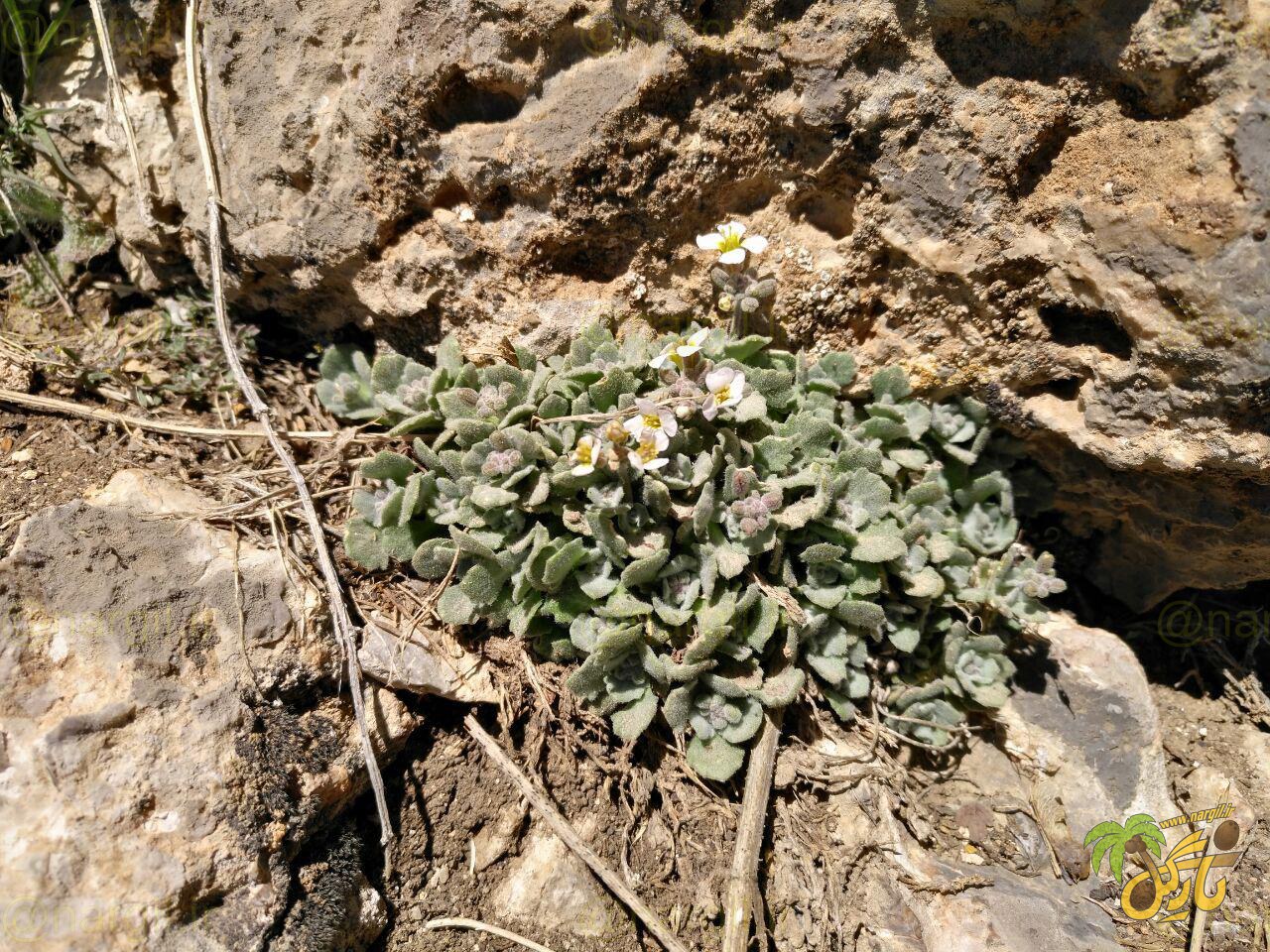 رشاد قفقازی - معرفی گیاهان بومی ایران